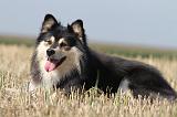 CHIEN FINNOIS DE LAPONIE 631